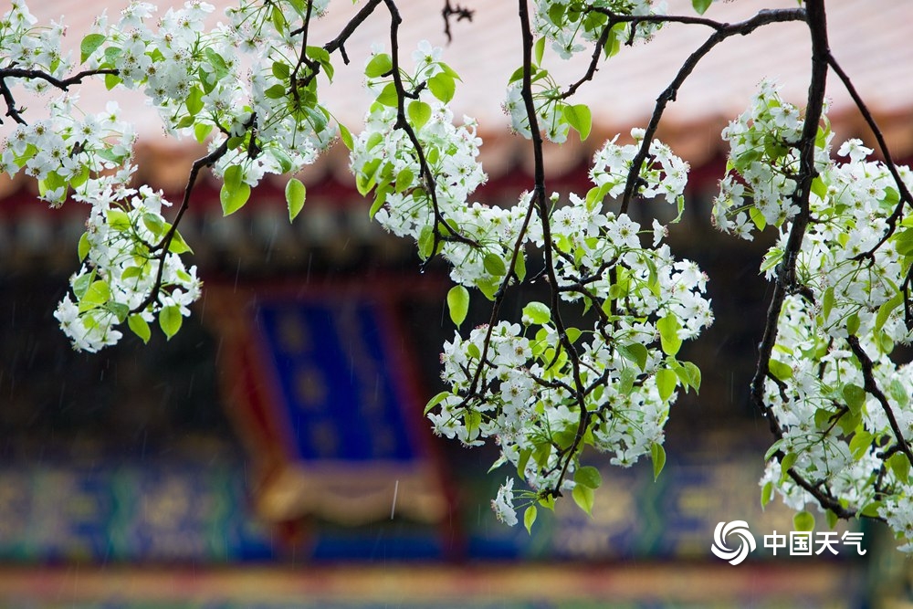 故宫的四季美图 每一张都是壁纸