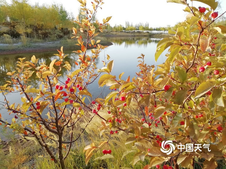 甘肃玉门胡杨着“金装” 芦花盛开添秋意