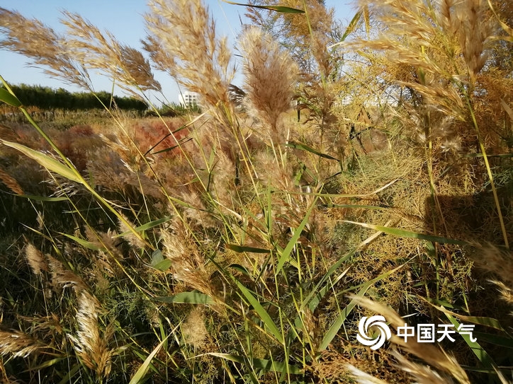 甘肃玉门胡杨着“金装” 芦花盛开添秋意