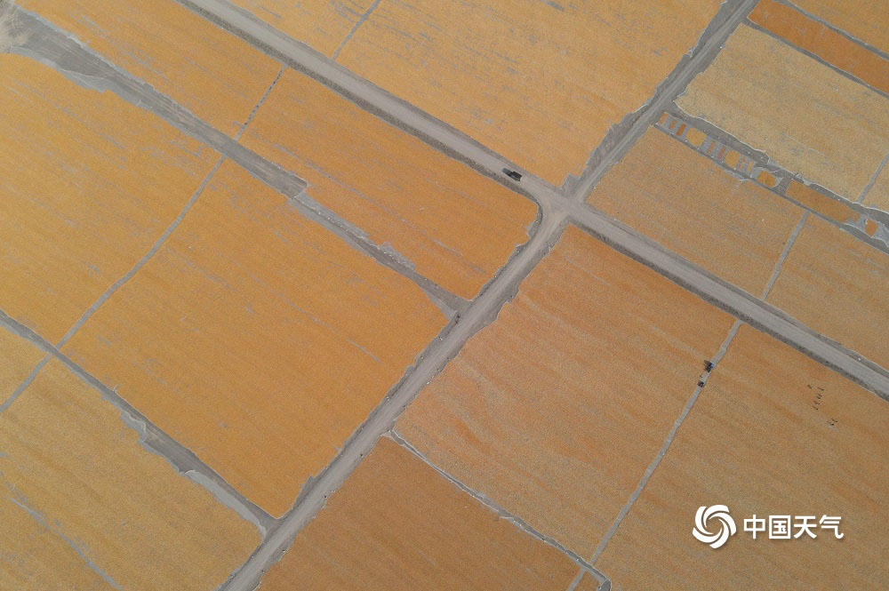 甘肃临泽天气持续晴好 晾晒场上金黄玉米连成片
