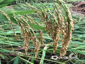 双休日适宜出行