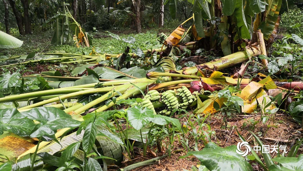 台风冷空气共同影响 海南晚稻橡胶等农作物受损