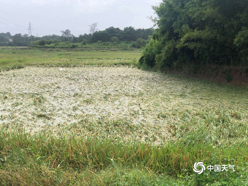 台风冷空气共同影响 海南晚稻橡胶等农作物受损