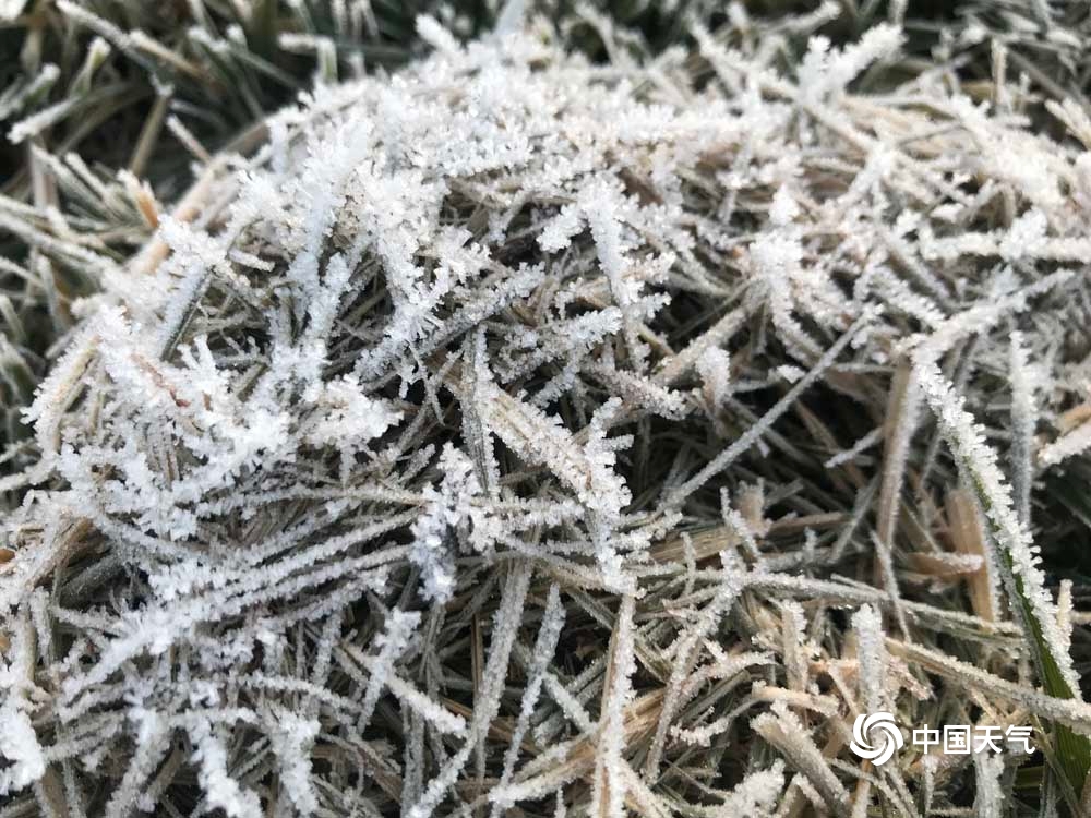 甘肃渭源最低温降至0℃以下 植物身披浓霜犹如白雪