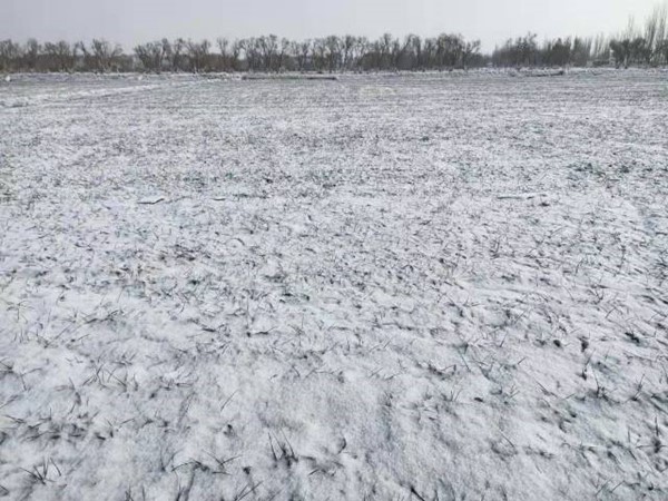 巴楚县再迎小雪，有利冬麦过冬