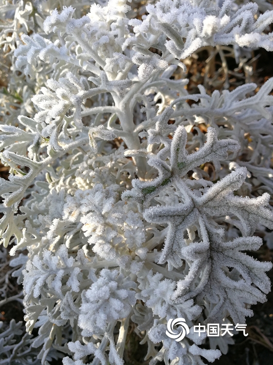 云南鲁甸出现霜冻天气 植物裹“白衣”